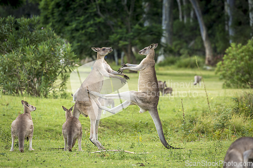 Image of Knagaroo mid kick to another male kangaroo fight for dominance