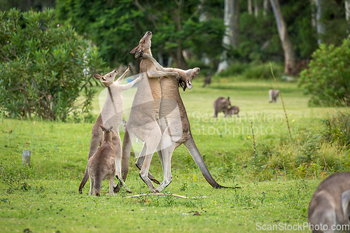 Image of Female kangaroo tries to break up two males fighting