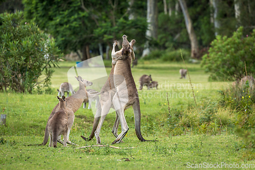 Image of Two male kangaroos fighting