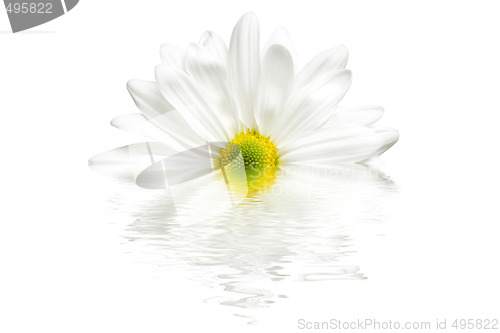 Image of white daisy reflection isolated