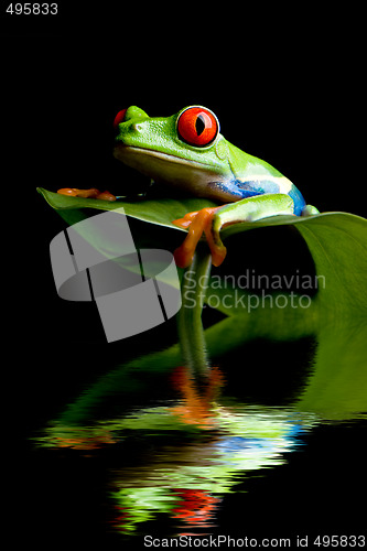 Image of frog on a leaf isolated black