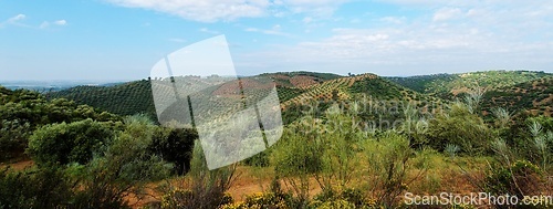 Image of Picturesque Mediterranean landscape with hills covered with olive trees near La Brena reservoir in Spain