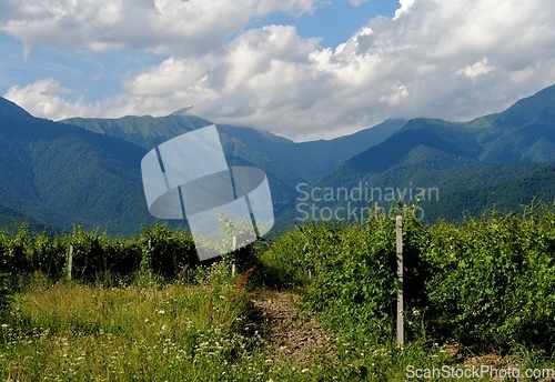 Image of Vineyard rows on mountainous background in Kakheti, Georgia
