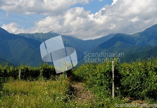 Image of Vineyard rows on mountainous background in Kakheti, Georgia