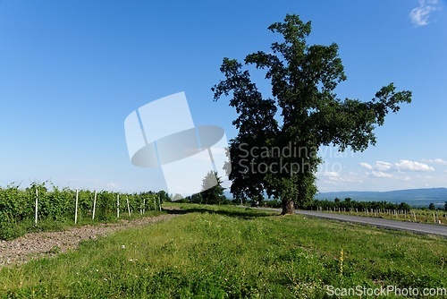 Image of Rural landscape with tree in the vineyard in Kakheti, Georgia