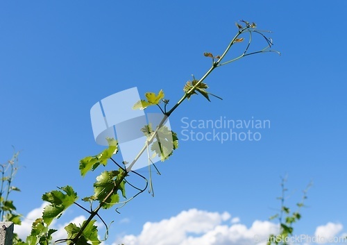 Image of Vine shoot on bright blue sky background