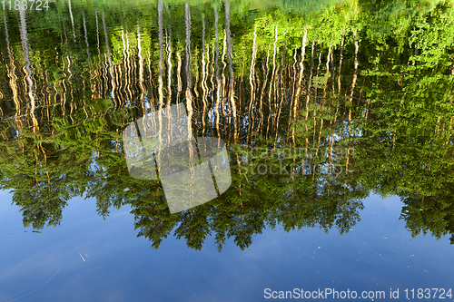 Image of mirroring pine trees