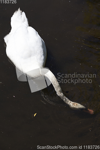 Image of white swan with dirty head