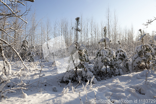 Image of A young forest, in the winter