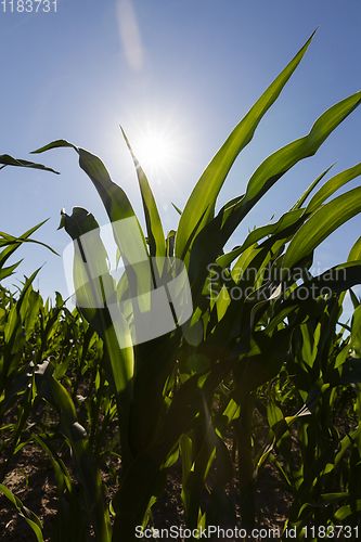 Image of sun shining over corn