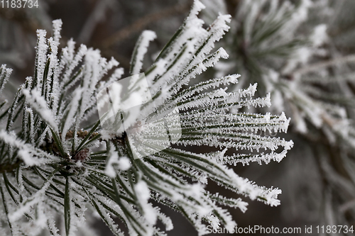 Image of Needles in the frost