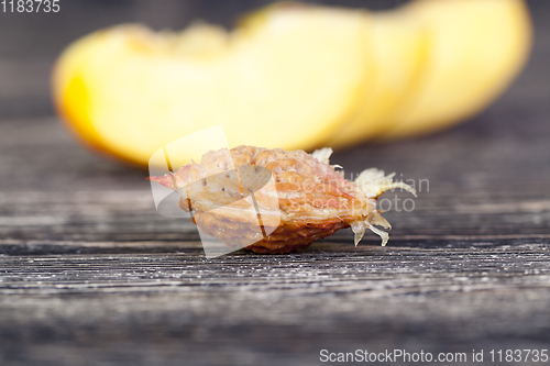 Image of one bone of ripe peach