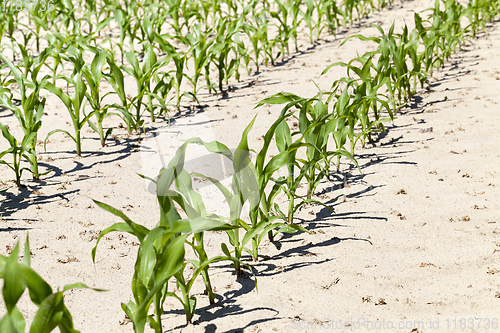 Image of rows of green corn