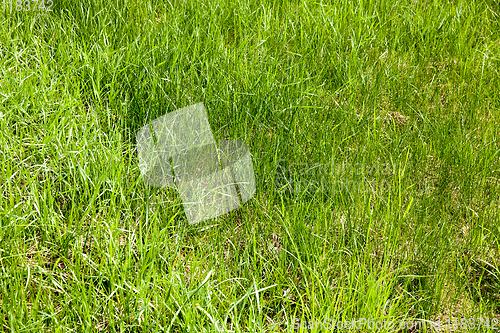 Image of green thin grass