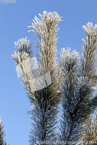 Image of Pine with a frost