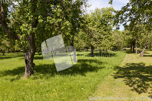 Image of Green trees