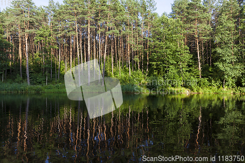 Image of reflection of coniferous trees