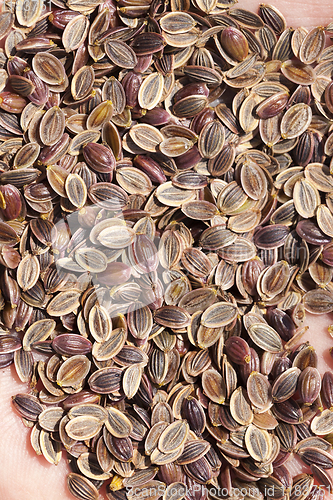 Image of ripe brown dill seeds