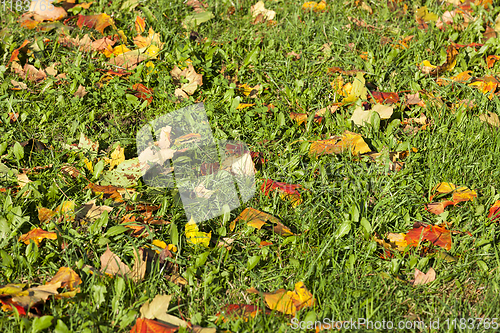 Image of orange and yellow foliage