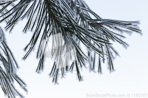 Image of needles of pine