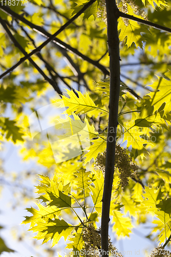 Image of oak leaves