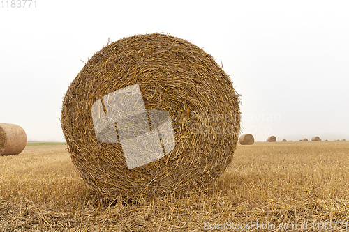Image of cylindrical bales of straw