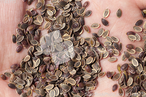 Image of ripe brown dill seeds