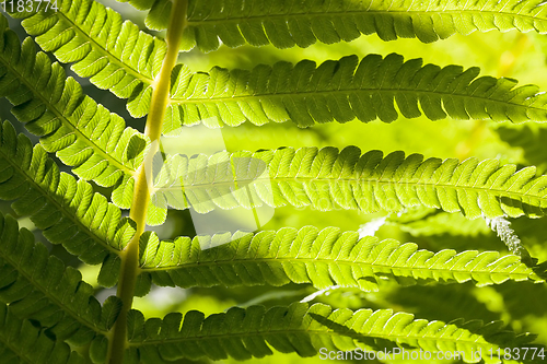 Image of young fern plant