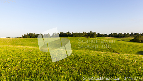 Image of green grass hill