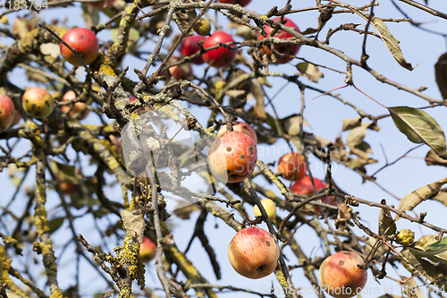 Image of red apples on the branches