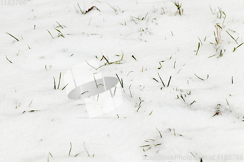 Image of After snowfall
