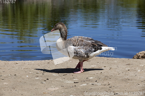 Image of one goose