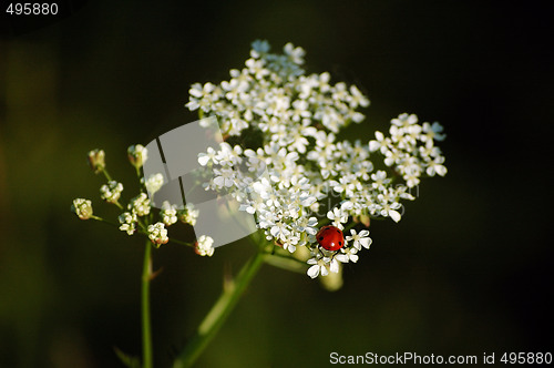 Image of Ladybird on a flower