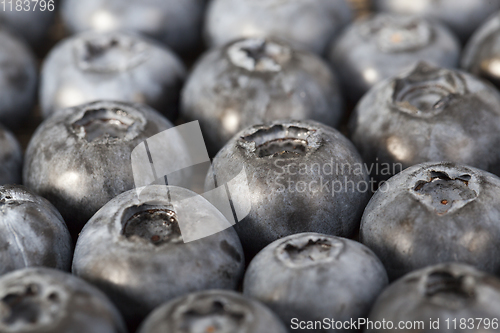 Image of large ripe blueberries