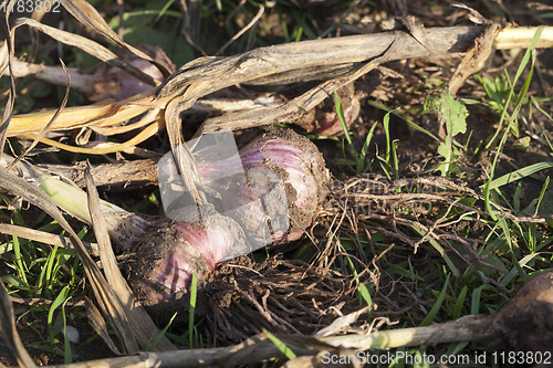 Image of ripe dug garlic
