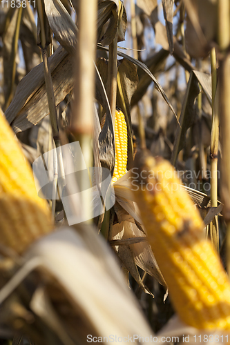 Image of open corn cobs