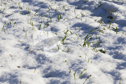 Image of Green wheat under the snow