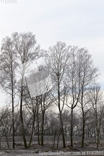 Image of bare deciduous trees