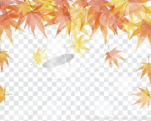 Image of Maple leaves on transparency grid