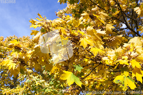 Image of yellowed maple trees in autumn