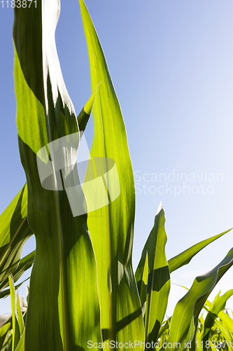Image of green beautiful corn foliage