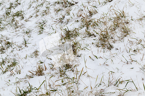 Image of After snowfall