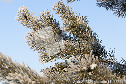 Image of Pines in the frost