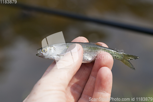 Image of small fish