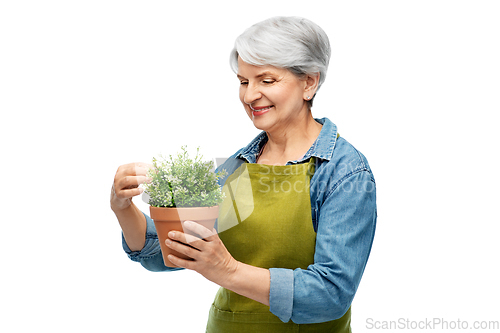 Image of smiling senior woman in garden apron with flower