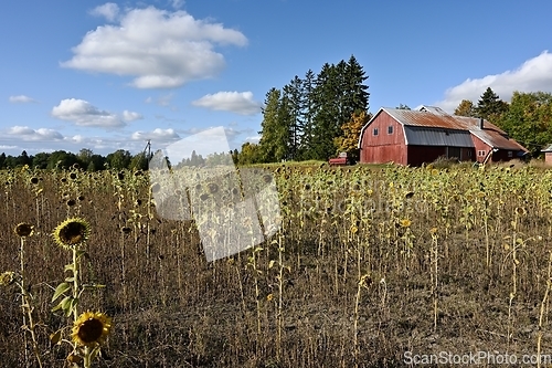 Image of sunflower field, red barn and tractor