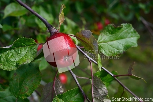 Image of red ripe apple on a branch 