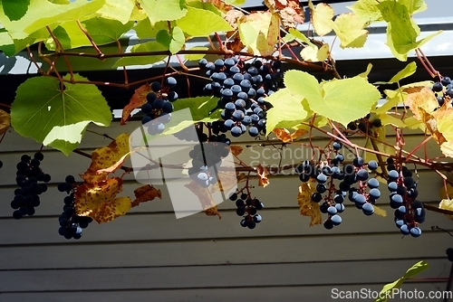 Image of bunches of wild grapes