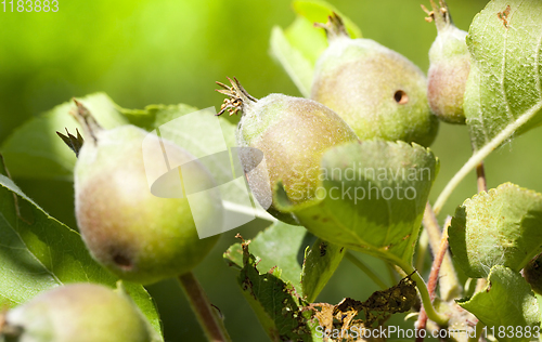 Image of young sour apples