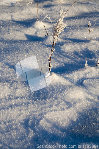 Image of frost dried plant, close-up